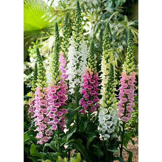 Digitalis Seeds - Candy Mountain Mixed
