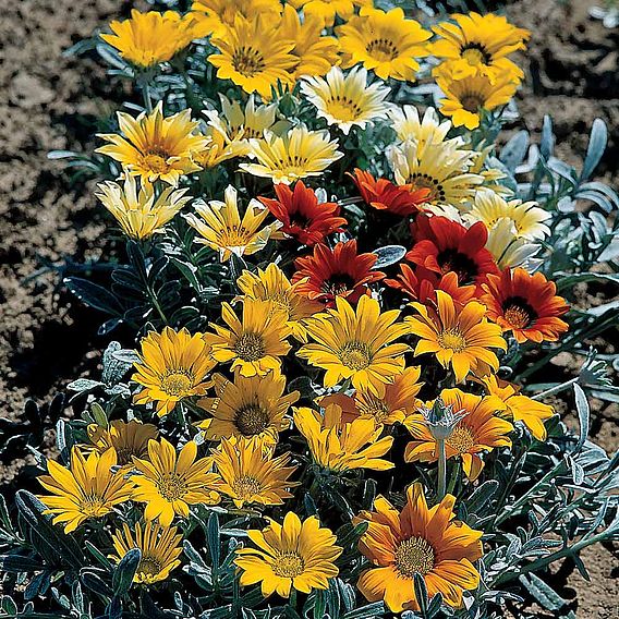 Gazania 'Talent Mixed' - Seeds