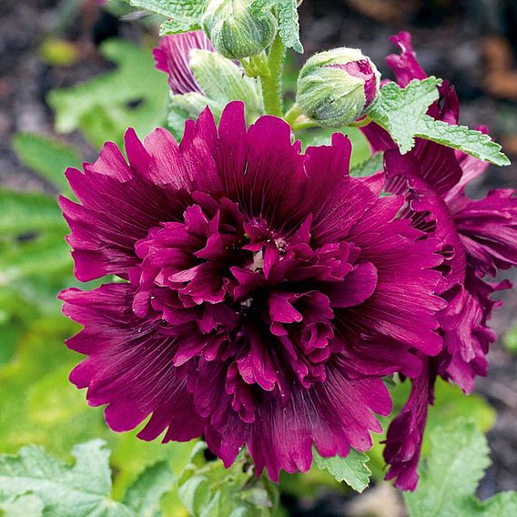 Hollyhock Seeds - Queeny Purple