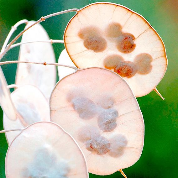 Honesty 'Mixed' - Seeds
