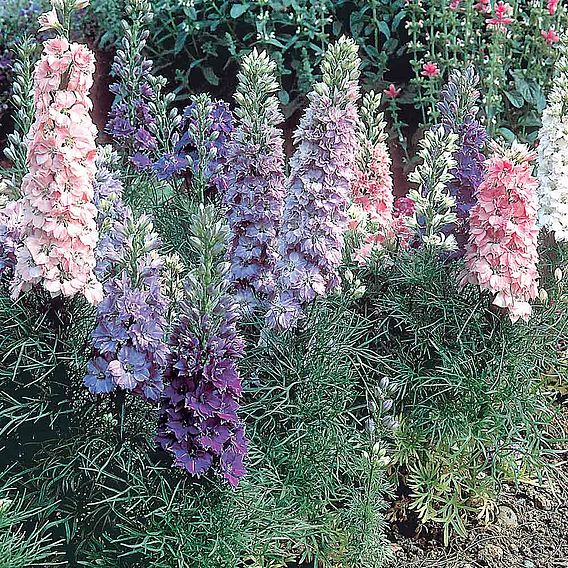 Larkspur Seeds - Hyacinth-Flowered Mixed