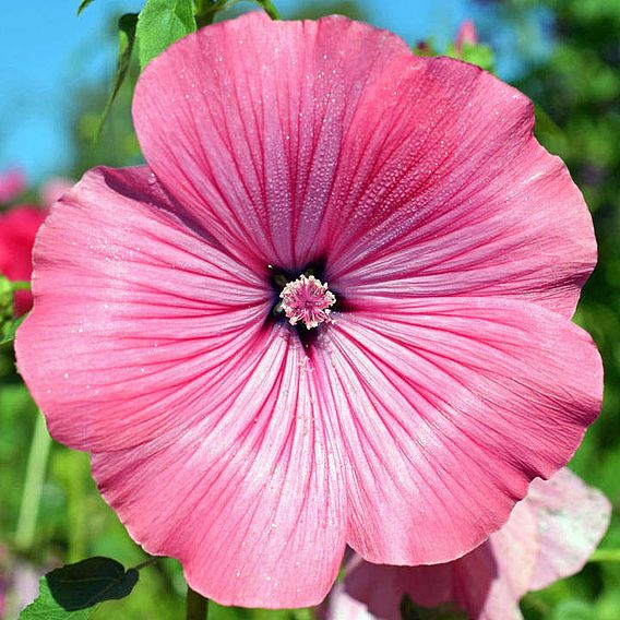 Lavatera trimestris - Organic Seeds