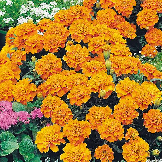 Marigold 'Orange Winner' (French) - Seeds