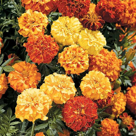Marigold (Afro-French) Seeds - Zenith Red F1