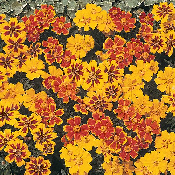 Marigold (Dwarf French) 'Disco' - Seeds
