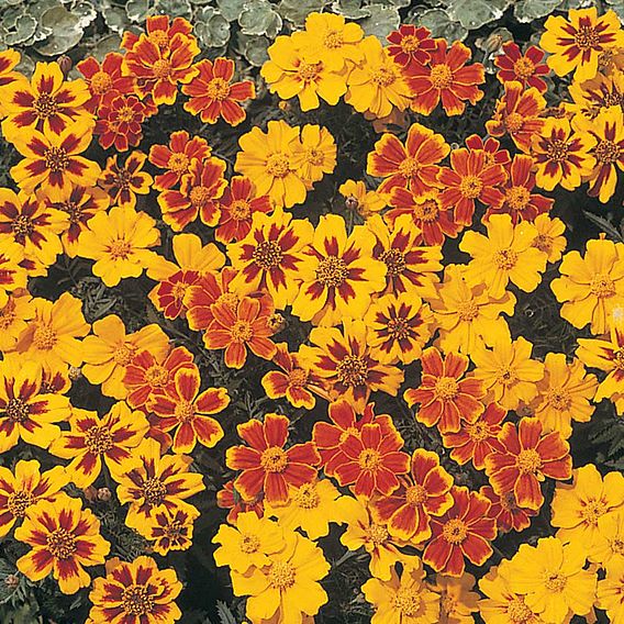 Marigold (Dwarf French) Seeds - Disco