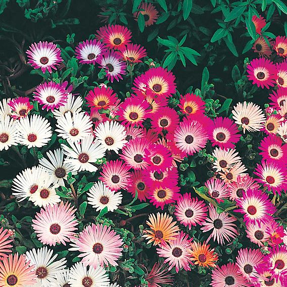 Mesembryanthemum Seeds - Criniflorum