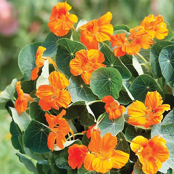 Nasturtium Seeds - Baby Orange