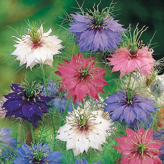 Nigella Seeds - Persian Jewels