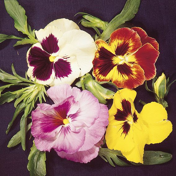 Pansy 'Emperor Strain Mixed' - Seeds