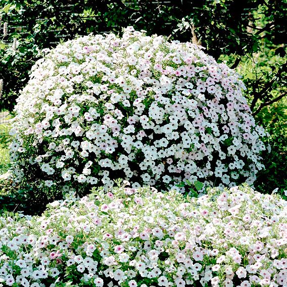 Petunia 'Tidal Wave Silver' F1 - Seeds