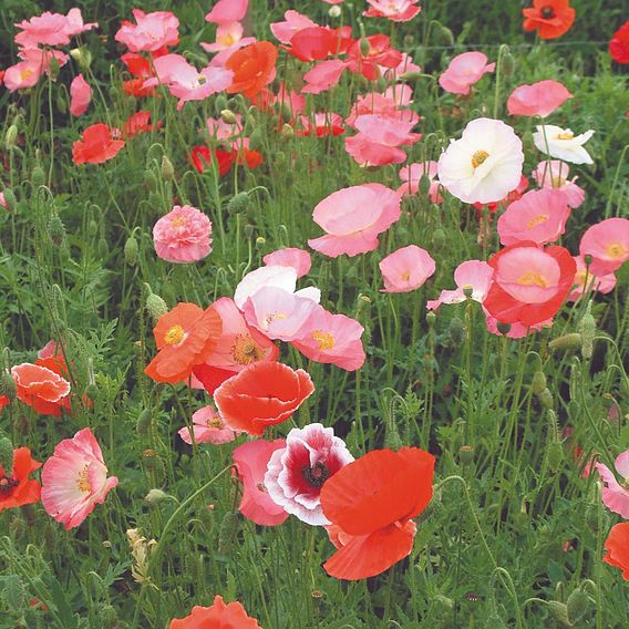 Poppy (Organic) Seeds - Mix