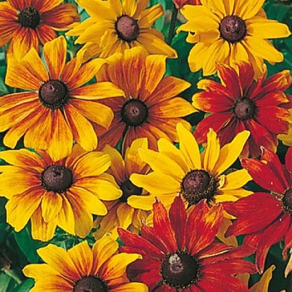 Rudbeckia 'Rustic Dwarfs' - Seeds