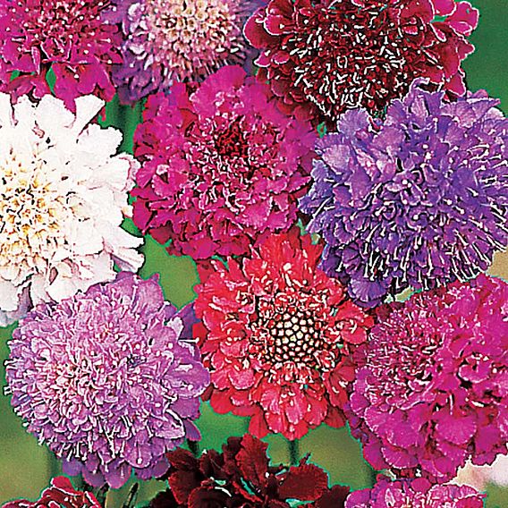 Scabiosa 'Dobies Giant Hybrids' - Seeds