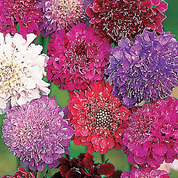 Scabiosa Seeds - Dobies Giant Hybrids