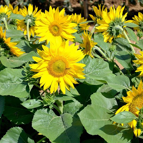 Sunflower 'Suntastic' F1 - Seeds