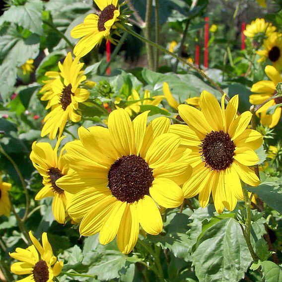 Sunflower 'Small Yellow Flower' - Organic Seeds