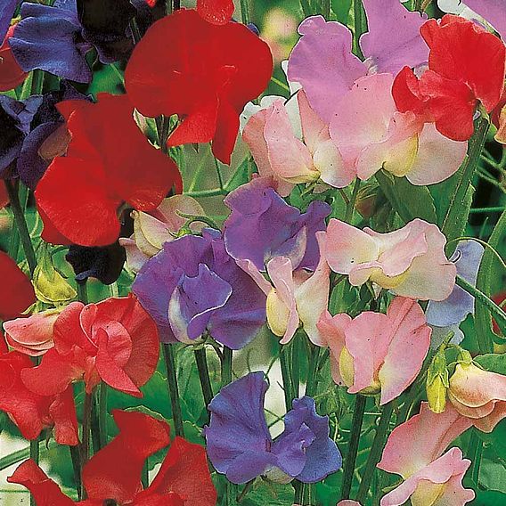 Sweet Pea Seeds - Old Fashioned Mixed
