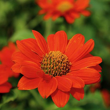 Tithonia Red Torch