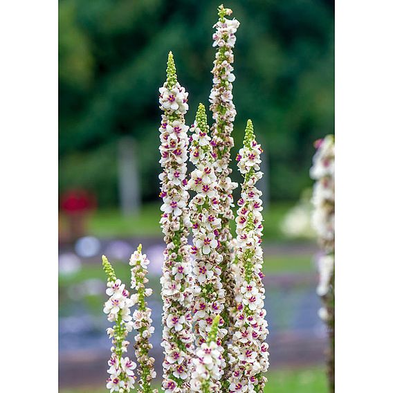 Verbascum Seeds - Snowy Spires