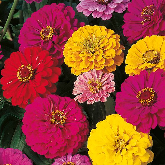 Zinnia 'Dobies Dahlia-Flowered Mixed' - Seeds