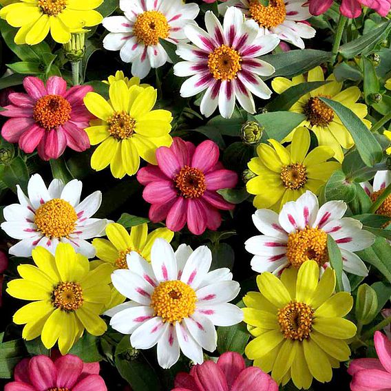 Zinnia 'Raspberry Lemonade' - Seeds