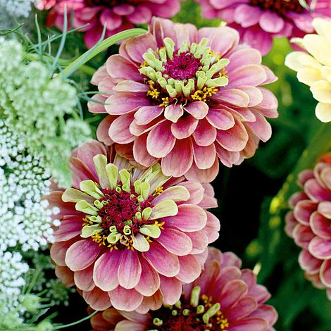 Zinnia Queen Lime Red