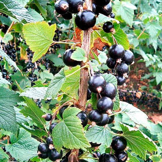 Blackcurrant (Ribes) Big Ben