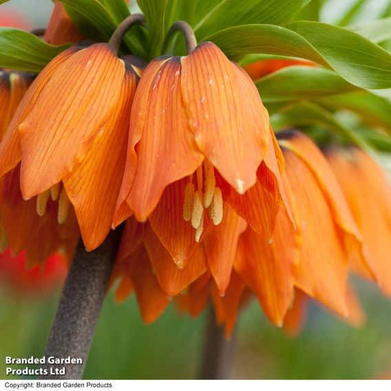 Fritillaria 'Orange Beauty'