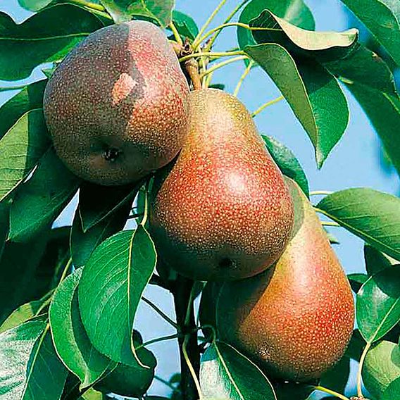 Pear 'Beurré Hardy'