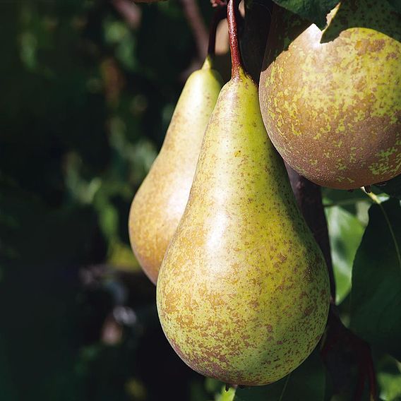 Pear 'Mini Conference'