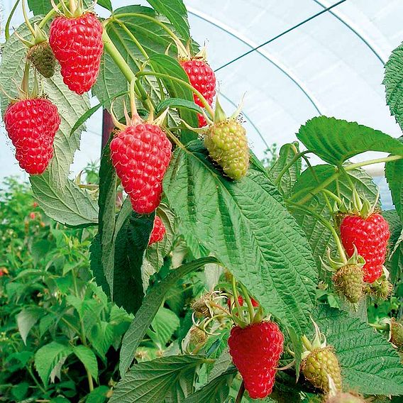 Raspberry 'Autumn Treasure' (Autumn fruiting)