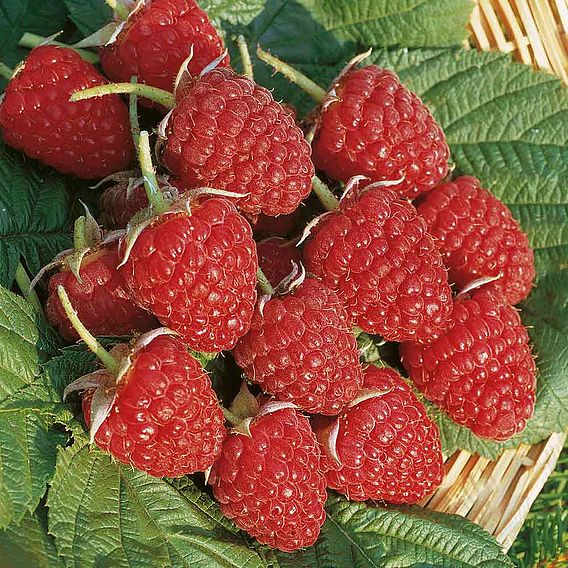 Raspberry 'Glen Ample'