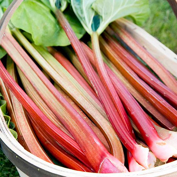 Rhubarb 'Timperley Early' (Spring/Autumn Planting)