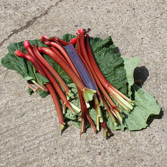 Rhubarb 'Fulton's Strawberry Surprise' (Spring/Autumn Planting)