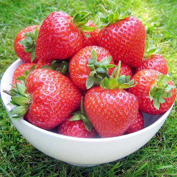Strawberry Plants - Flamenco