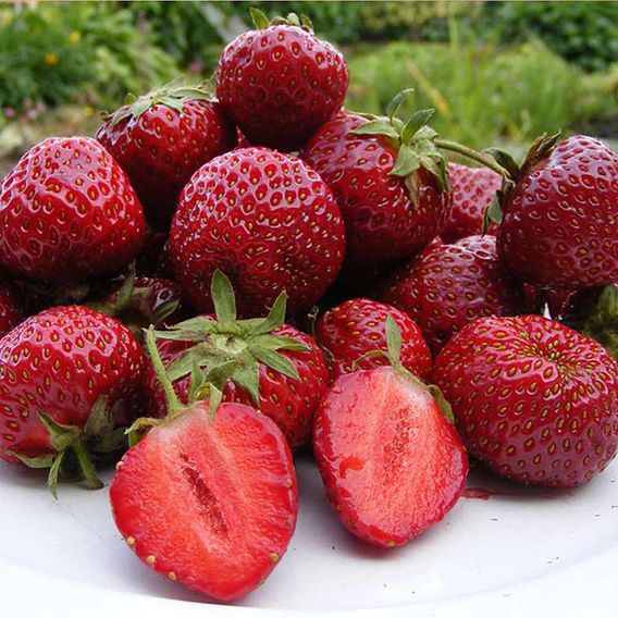 Strawberry Bare Root - Honeoye