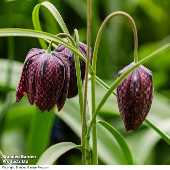 Fritillaria meleagris (Mixed)