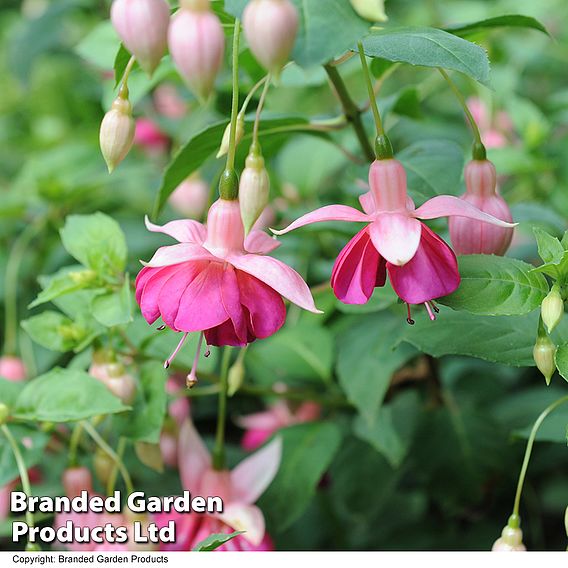 Fuchsia 'Garden News' (Hardy)