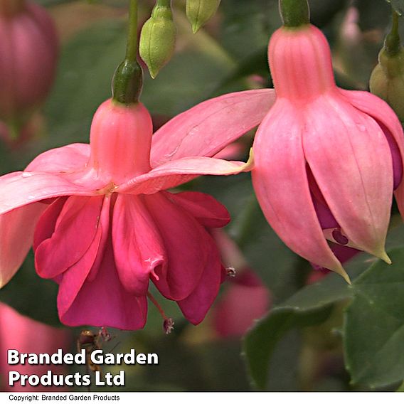 Fuchsia 'Garden News' (Hardy)