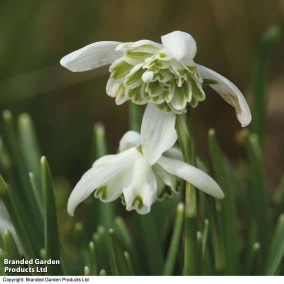 Snowdrop (Double-flowered) In The Green