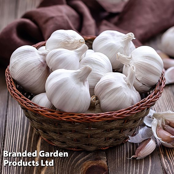 Bumper Spring Planting Collection - Onion/Shallot/Garlic