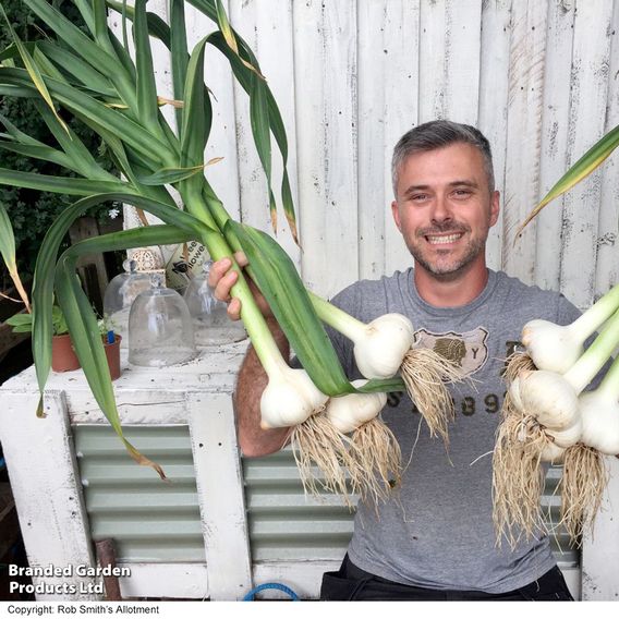 Elephant Garlic (Spring/Autumn Planting)