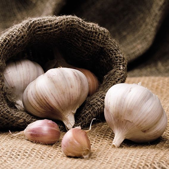 Garlic Bulbs -  Solent Wight