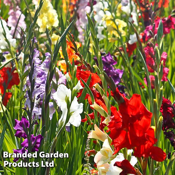 161 Summer Saver Bulb Collection
