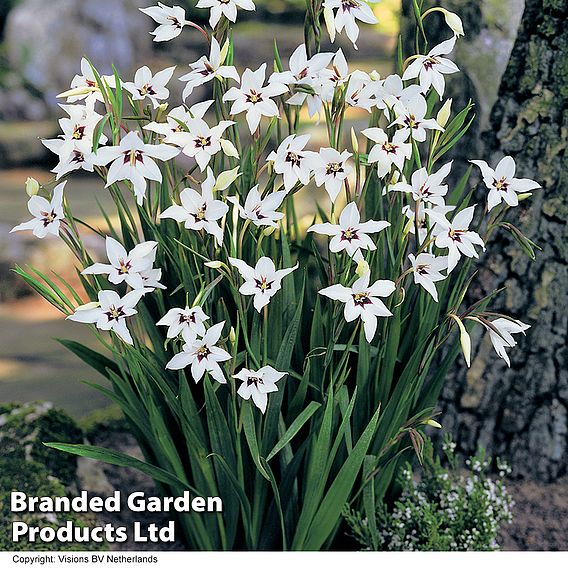161 Summer Saver Bulb Collection