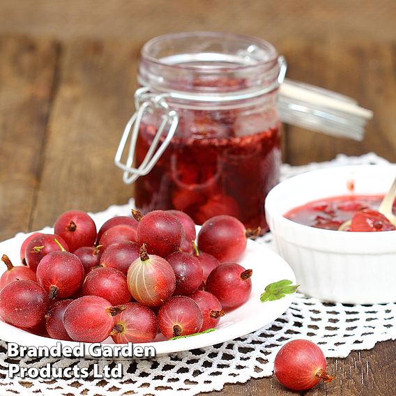 Gooseberry 'Hinnonmaki Red'