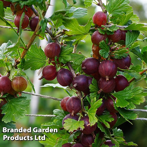 Gooseberry 'Hinnonmaki Red'