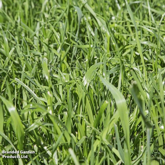 Hungarian Grazing Rye (Green Manure) - Organic Seeds