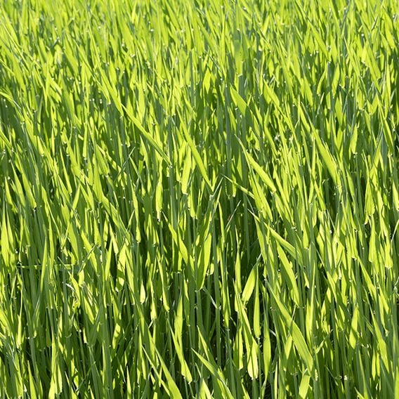 Hungarian Grazing Rye (Green Manure) - Organic Seeds
